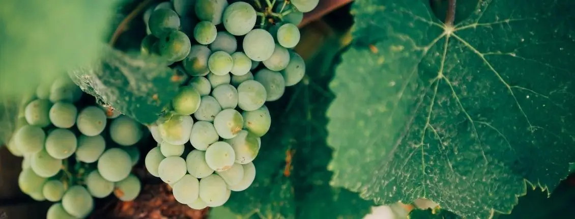 Weintour in NRW